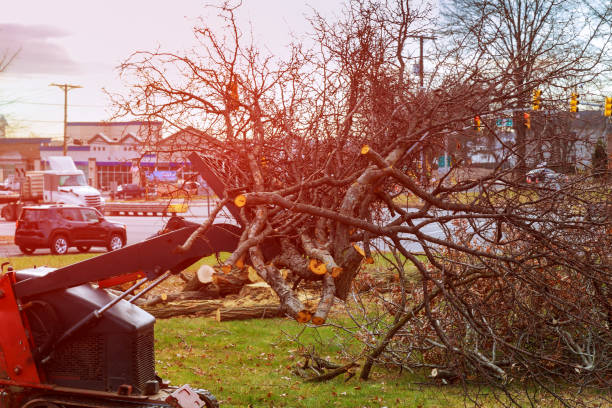 Trusted Amity Gardens, PA Tree Care Experts