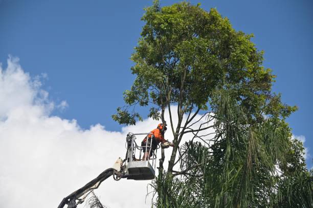 Best Leaf Removal  in Amity Gardens, PA