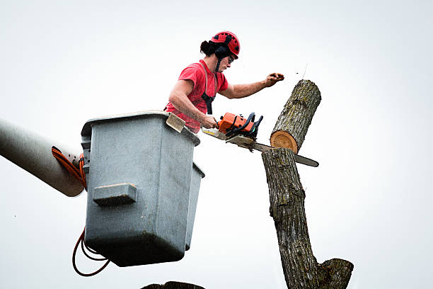 How Our Tree Care Process Works  in  Amity Gardens, PA