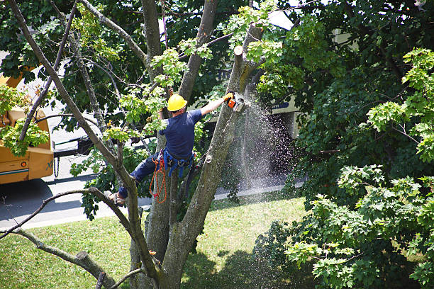 Best Commercial Tree Services  in Amity Gardens, PA