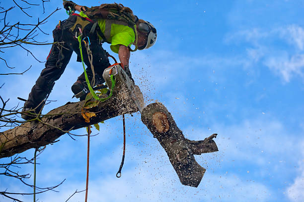 Best Tree Removal  in Amity Gardens, PA